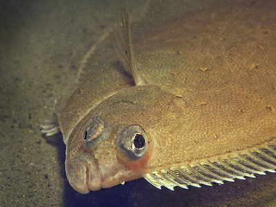 Schar. Foto M. Haarsma